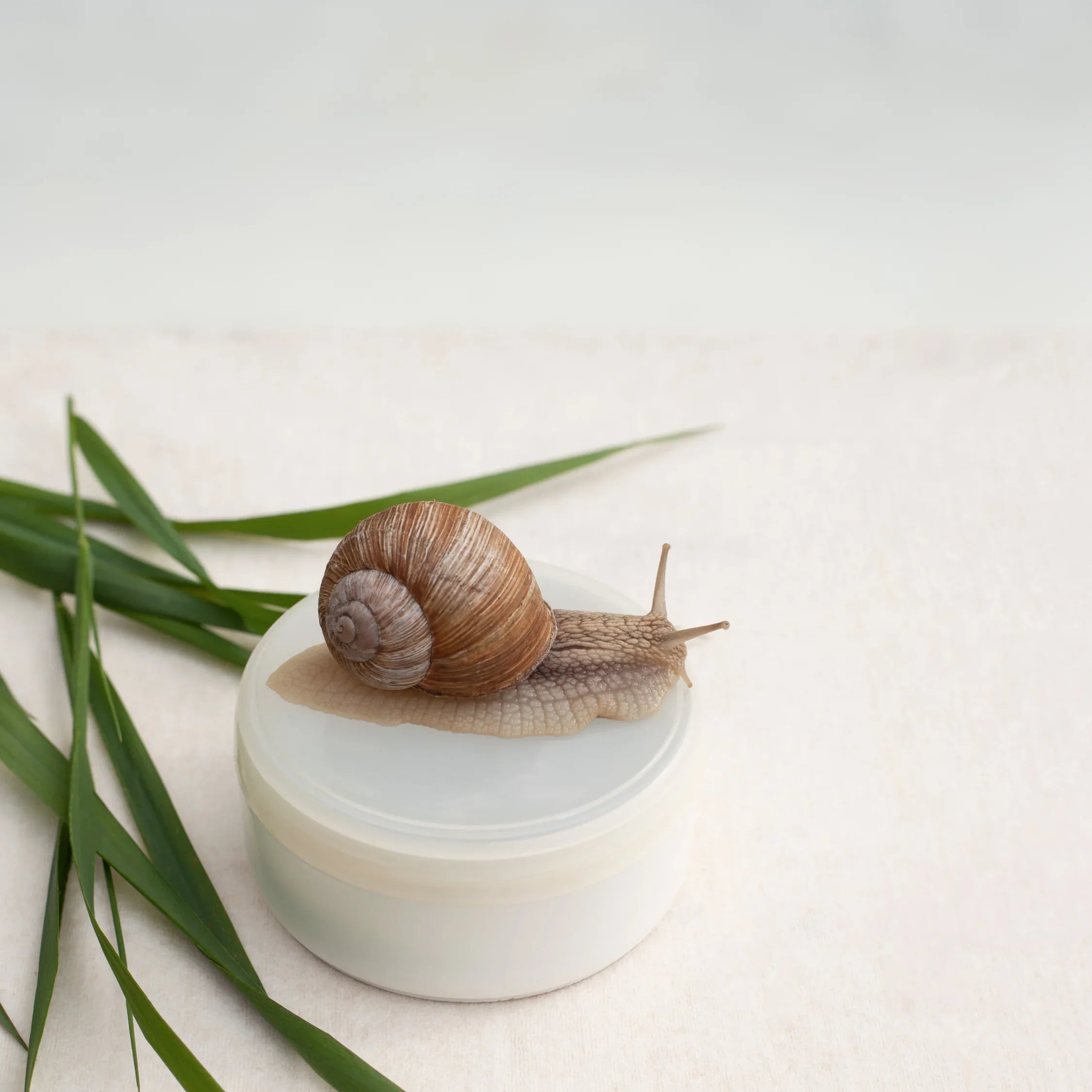 Bava di Lumaca: proprietà e Benefici nei Prodotti Skincare - Matt. Nutre il tuo benessere