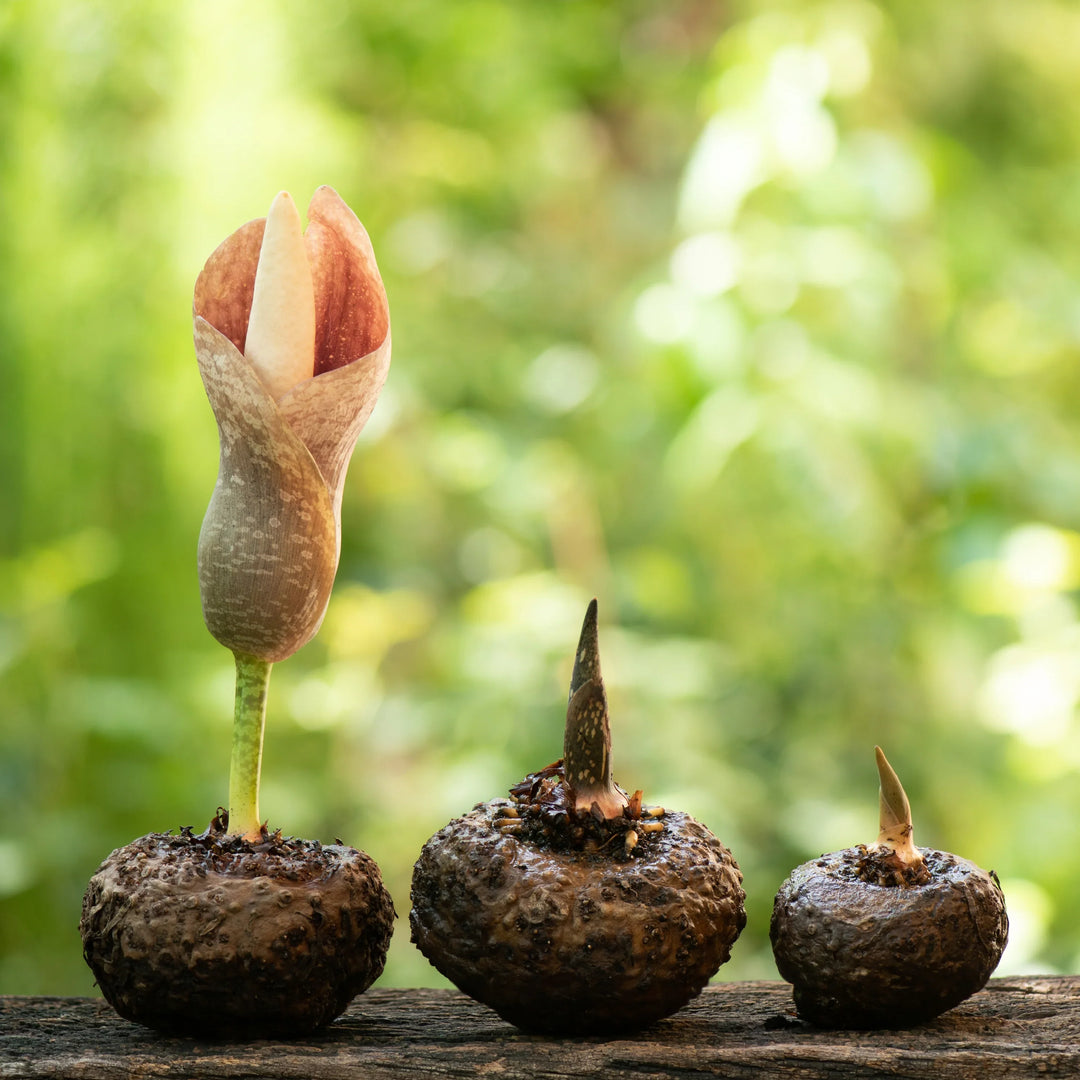 Glucomannano: a Cosa Serve e Quali Sono i Suoi Benefici - Matt. Nutre il tuo benessere