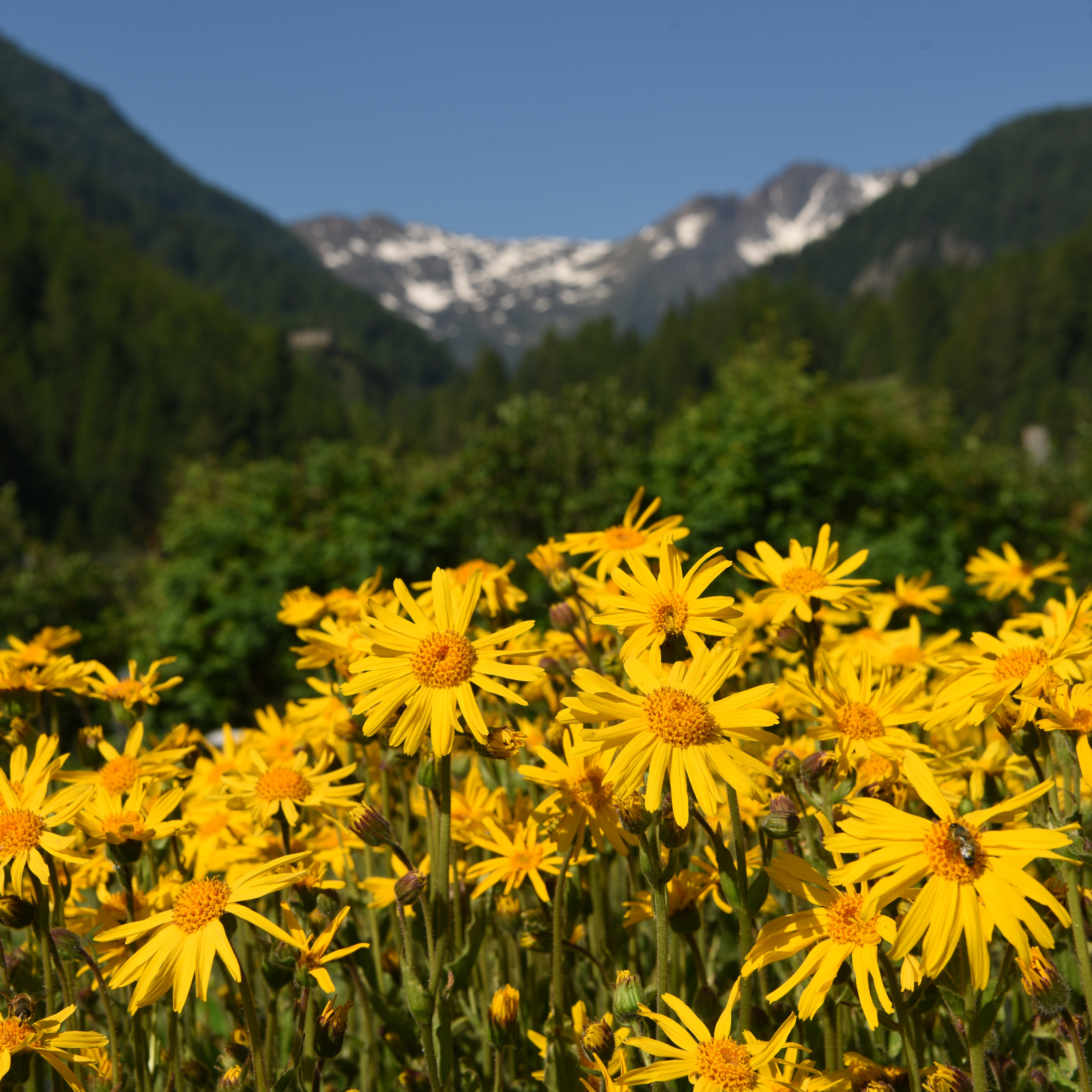 Arnica a Cosa Serve? Proprietà, Benefici e Guida all'Uso del "Rimedio delle Montagne"