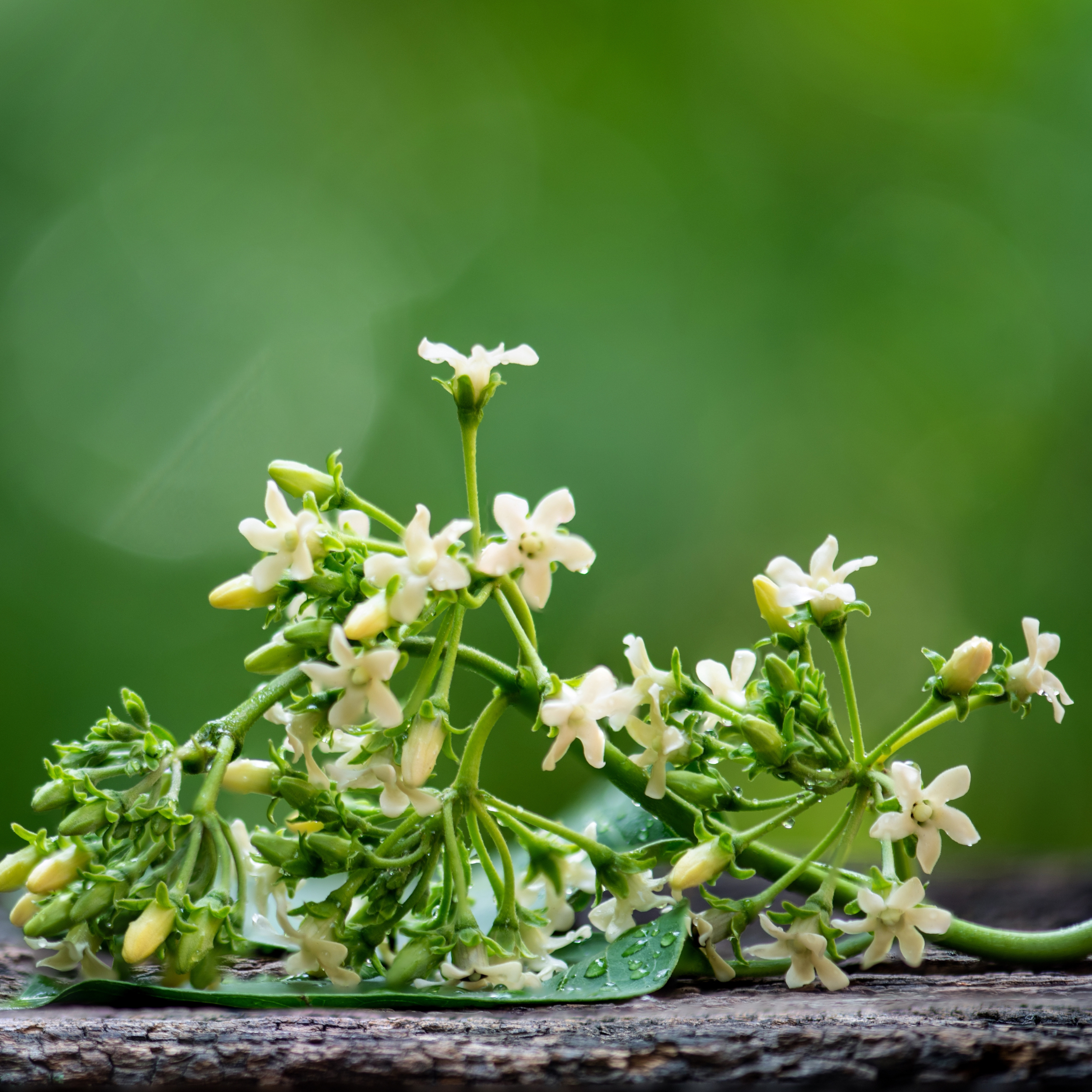 "Primo piano delle foglie di Gymnema sylvestre, nota per le sue proprietà sul metabolismo dei carboidrati