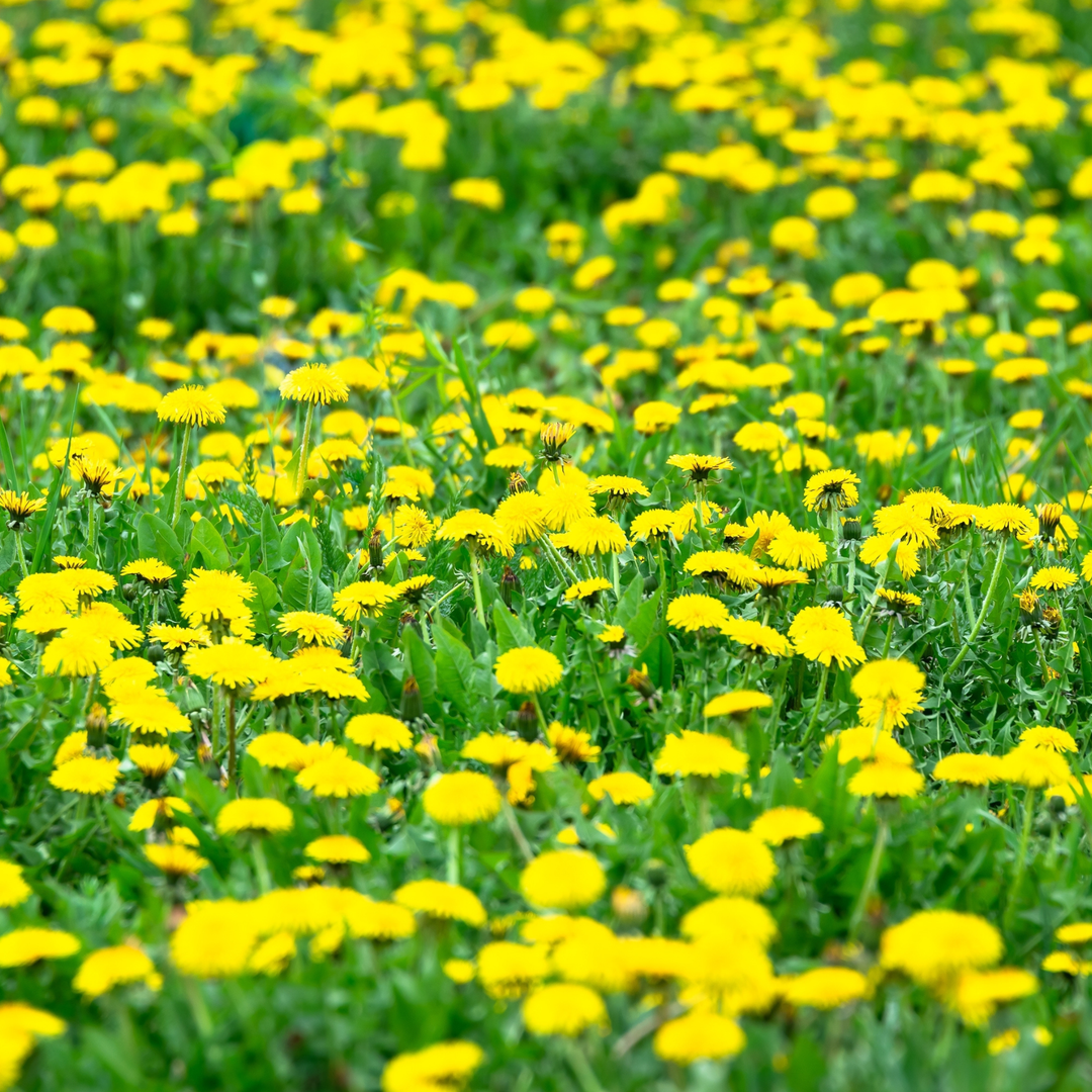 Delle piante di Tarassaco (dente di leone) completa con foglie, fiore giallo e la radice in evidenza, a simboleggiare l'uso di tutta la pianta.