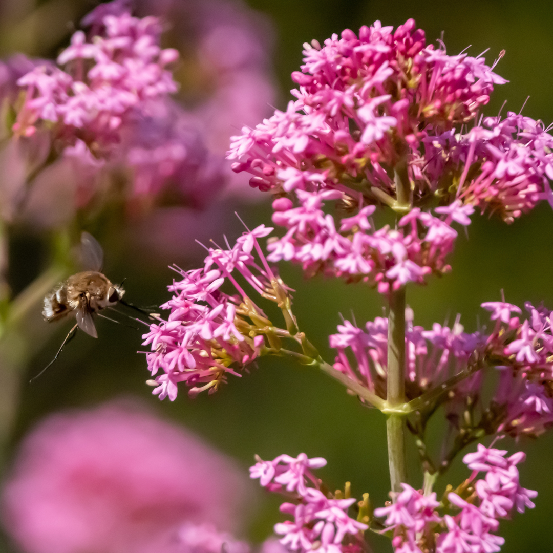 Valeriana officinalis pianta erbacea perenne con radici usate in fitoterapia