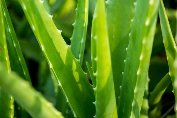 The Benefits of Aloe